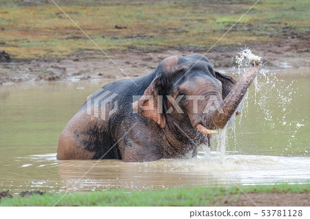 Wild Elephant playing water in marsh 53781128