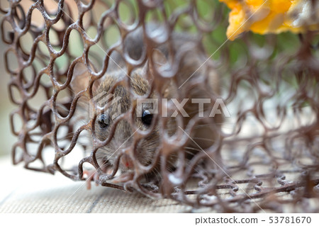 Rat in the cage 53781670