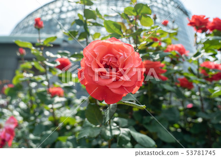 One rose that blooms in early summer One rose that blooms in early summer 53781745