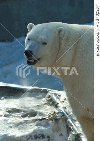 White bear in zoo White bear in zoo 53782237