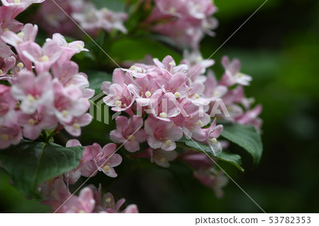 Weigela Weigela 53782353