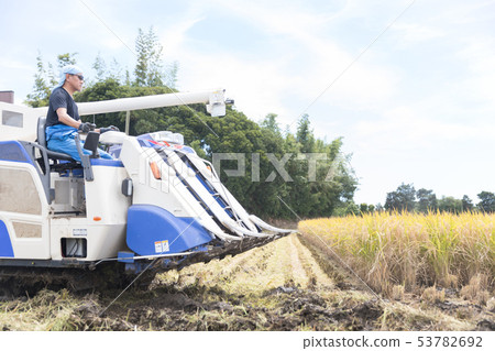 水稻收割 53782692