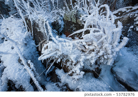 Small plant frozen in lake shore at cold winter morning Small plant frozen in lake shore at cold winter morning 53782976