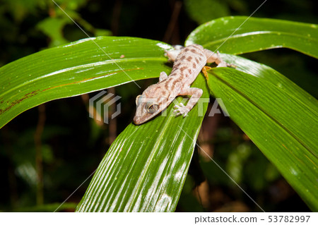 Gecko on a leaf at night in rainforest Gecko on a leaf at night in rainforest 53782997