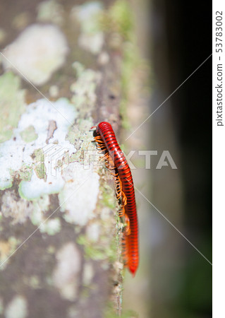 Red millipede in Gunung Mulu national park 53783002