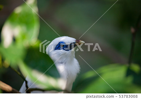 White exotic bird on a branch White exotic bird on a branch 53783008