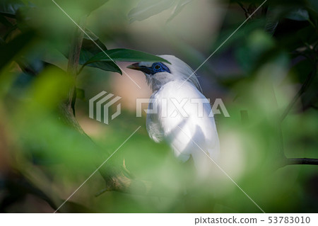 White exotic bird on a branch White exotic bird on a branch 53783010