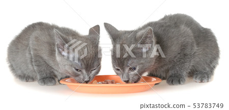 Two gray kitten eating cat food from a bowl 53783749