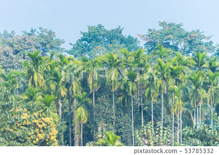 Palms and trees in Indian jungle in the foggy Palms and trees in Indian jungle in the foggy 53785332