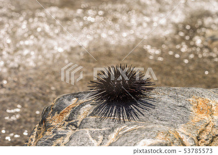 Sea Urchin on Rock Near Ocean Background Sea Urchin on Rock Near Ocean Background 53785573