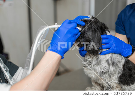 vets do an ultrasound scan of the dog's injured 53785789