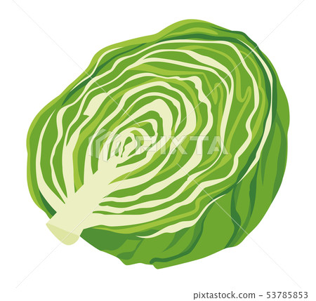 Illustration of lettuce (half) 53785853