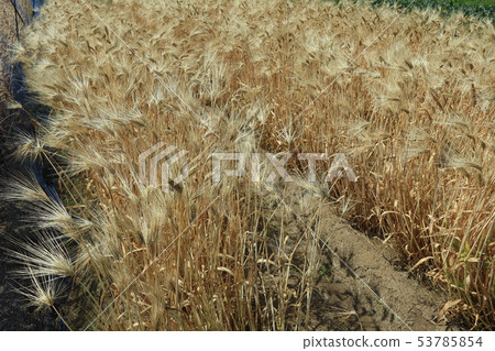Barley fall Barley fall 53785854