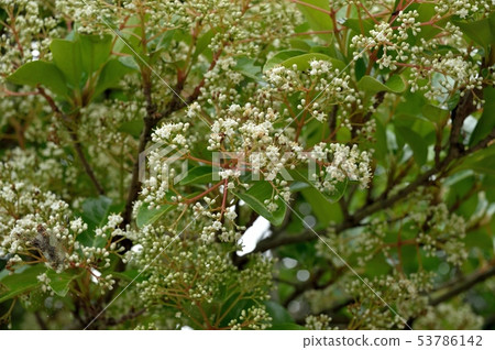 Sangoju的花朵 53786142