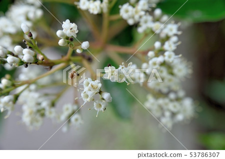 Flowers of Sangoju Flowers of Sangoju 53786307