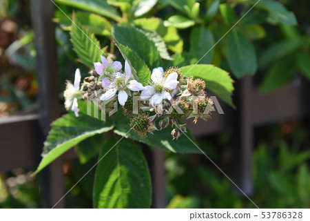 Blackberry flowers Blackberry flowers 53786328