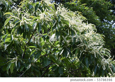 Chestnut flower Chestnut flower 53786398