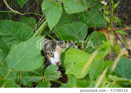 Cat · Stray Cat · Three Hair Cat · Naming · Beauty Three Hair · Mother · Rain · Get Wet Cat · Stray Cat · Three Hair Cat · Naming · Beauty Three Hair · Mother · Rain · Get Wet 53786516