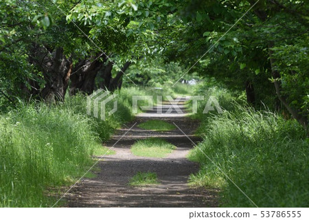 新鮮的綠色長廊（森林浴） 53786555