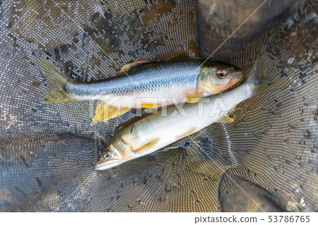 Kawamatsu掛在釣魚 Kawamatsu掛在釣魚 53786765
