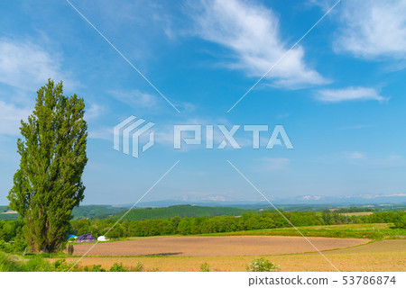 Hokkaido Biei Summer Ken and Mary Tree Landscape 53786874
