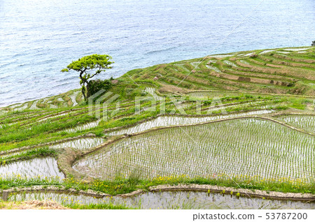 White rice Senmaida rice planting is over White rice Senmaida rice planting is over 53787200