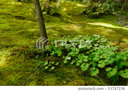 Shionji Temple Futaba Aoi 53787236