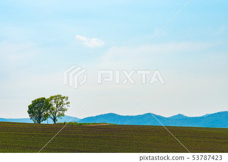 北海道美瑛夏季親子樹景觀 53787423
