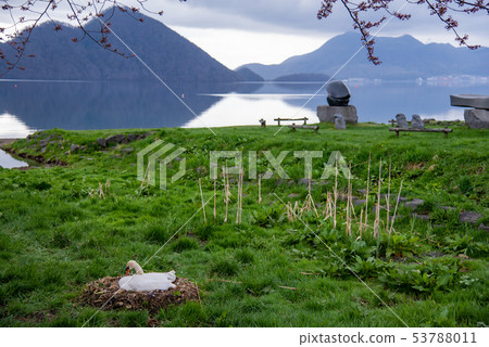 Hokkaido Toyako Lake Campsite next to swan's nest 53788011