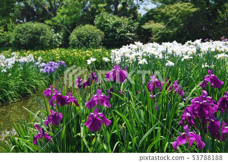 Shirokita公園祗園風景 53788188