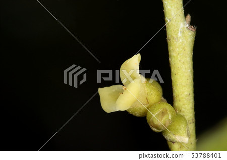 Natural plant Ryukyu cocotan, a tree representing Okinawa, but it seems that there are few large native trees due to rough cutting Natural plant Ryukyu cocotan, a tree representing Okinawa, but it seems that there are few large native trees due to rough cutting 53788401