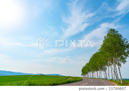 Hokkaido Biei Summer Seven star trees Next to the trees 53788607