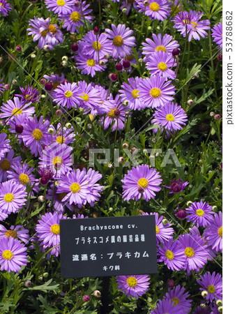 Brakkam Brakkam 53788682