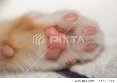 小貓的前掌的肉丸 小貓的前掌的肉丸 53788853