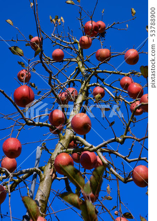 Apple, 53788900
