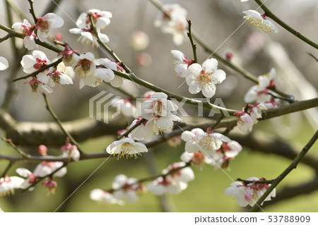 White flower flowers 53788909