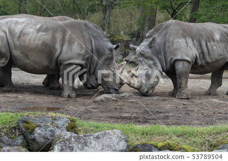 Flock of white rhino Flock of white rhino 53789504