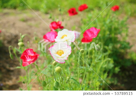 Poppy flowers Poppy flowers 53789515