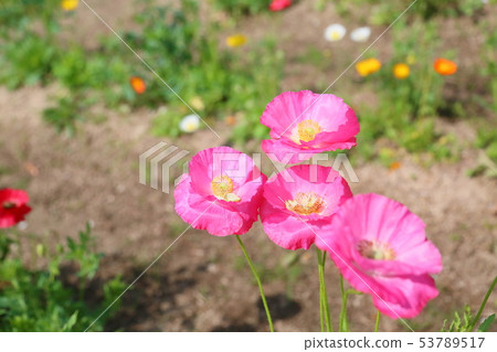 罌粟花 罌粟花 53789517