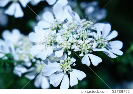 Orlea 53789762