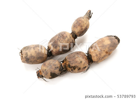 Raw lotus root 53789793