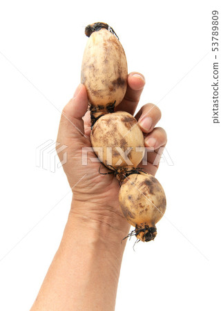 Raw lotus root 53789809