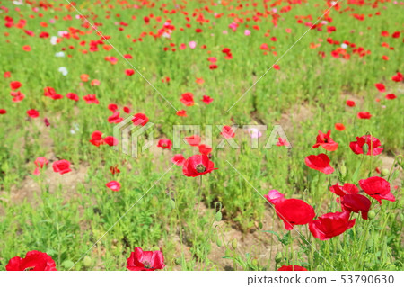 Poppy flowers Poppy flowers 53790630