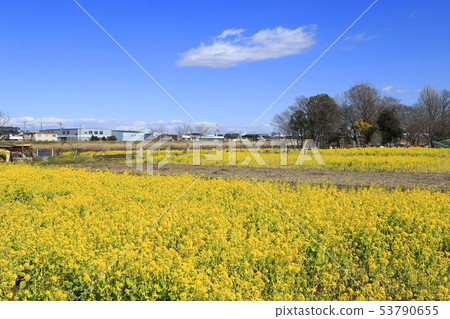 Sa玉縣八潮市中川八潮花公園 Sa玉縣八潮市中川八潮花公園 53790655
