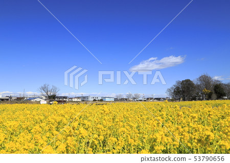 Sa玉縣八潮市中川八潮花公園 Sa玉縣八潮市中川八潮花公園 53790656