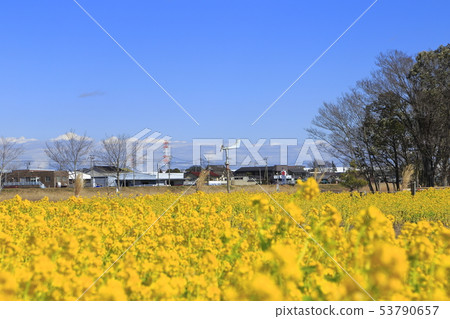 Sa玉縣八潮市中川八潮花公園 Sa玉縣八潮市中川八潮花公園 53790657