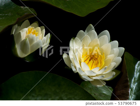 一朵蓮花 一朵蓮花 53790675