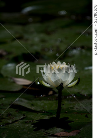 A lotus A lotus 53790676