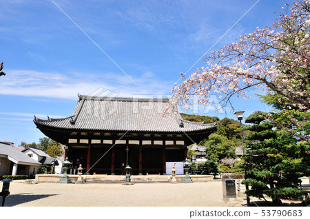 Shimofukuji寺主要大廳和佐倉 53790683