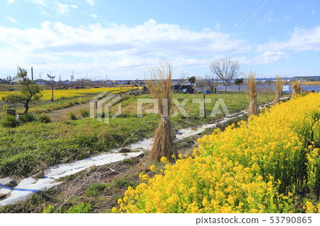 Sa玉縣八潮市中川八潮花公園 Sa玉縣八潮市中川八潮花公園 53790865